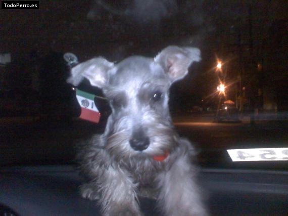 La foto del perro