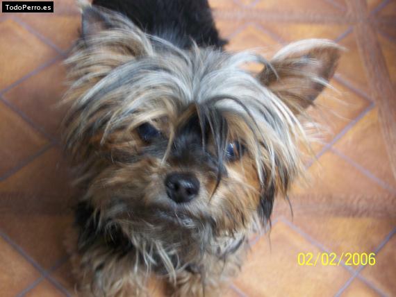 La foto del perro