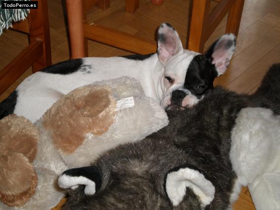 La foto del perro