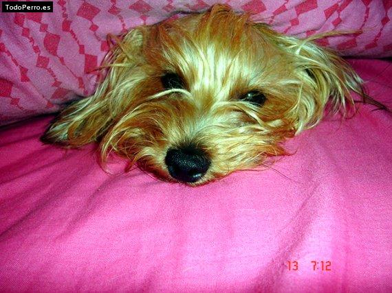La foto del perro