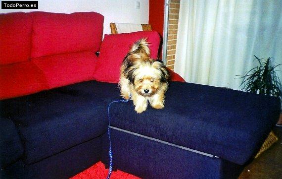 La foto del perro