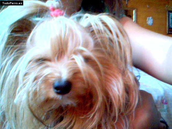 La foto del perro