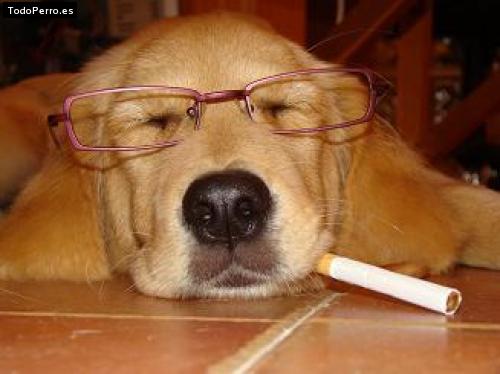 La foto del perro