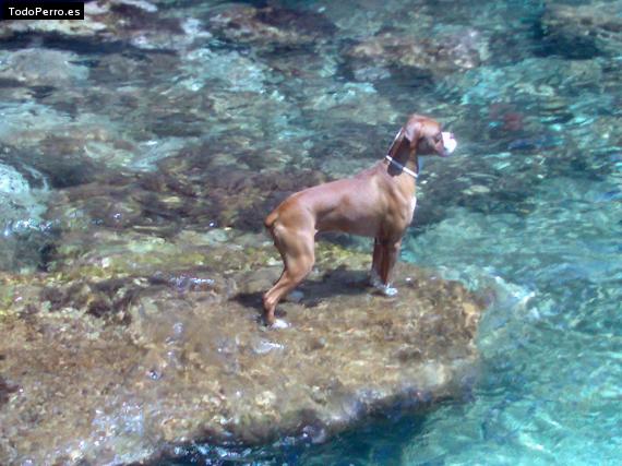La foto del perro