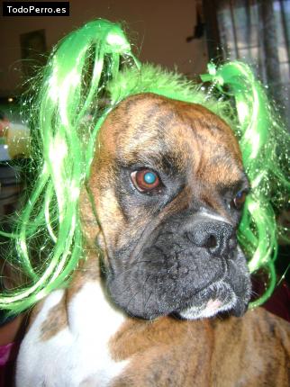 La foto del perro