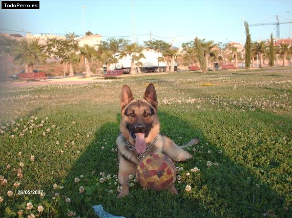 La foto del perro