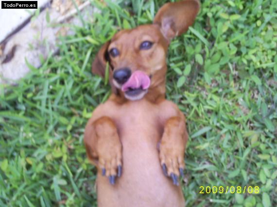La foto del perro