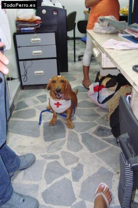 La foto del perro