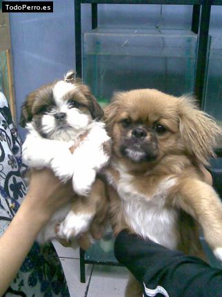 Foto del perro Chasca y yaki