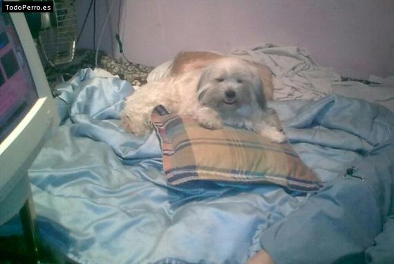 La foto del perro