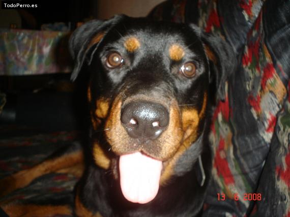 La foto del perro