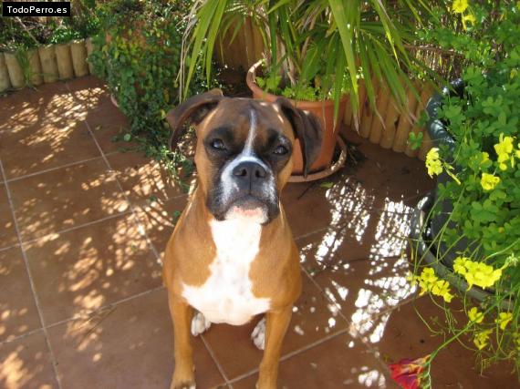 La foto del perro
