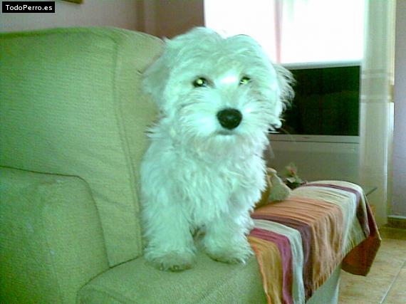 La foto del perro