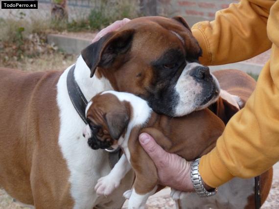La foto del perro
