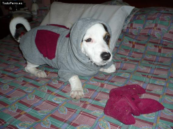 La foto del perro