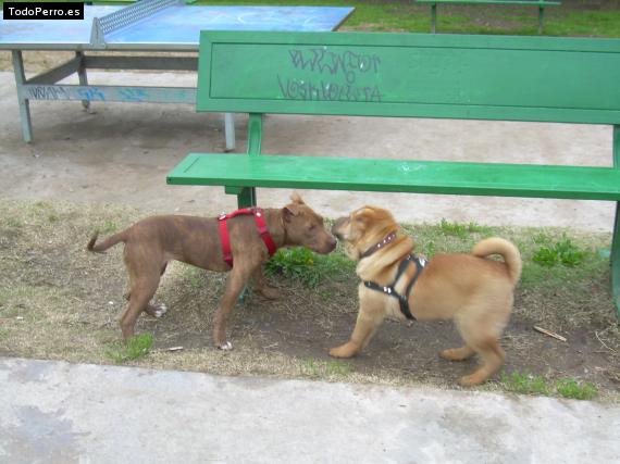 La foto del perro