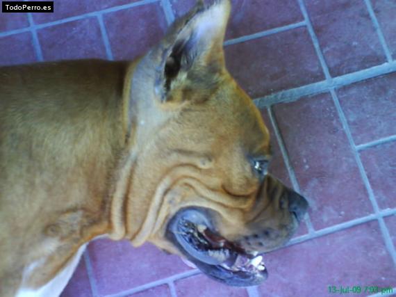 La foto del perro