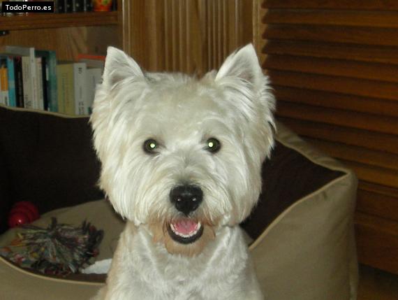 La foto del perro