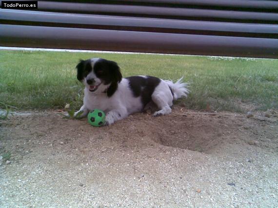 La foto del perro