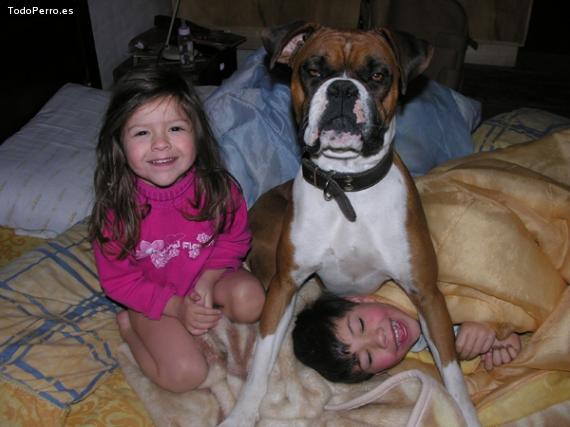 La foto del perro