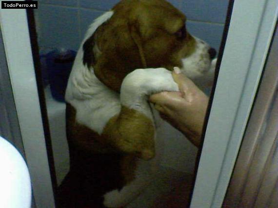 La foto del perro