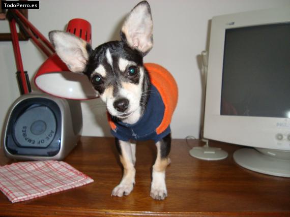 La foto del perro