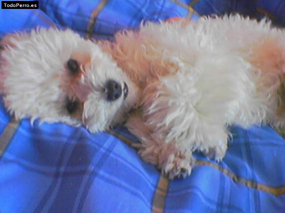 Foto del perro Wanda