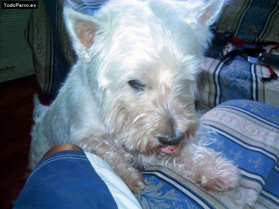 La foto del perro