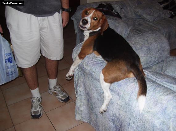 La foto del perro