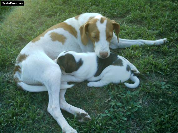 Foto del perro Ika