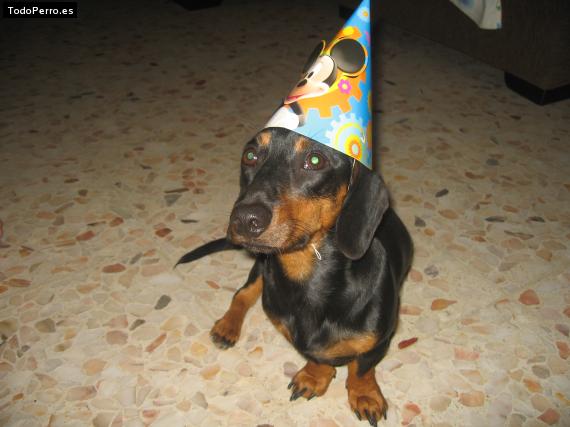 La foto del perro
