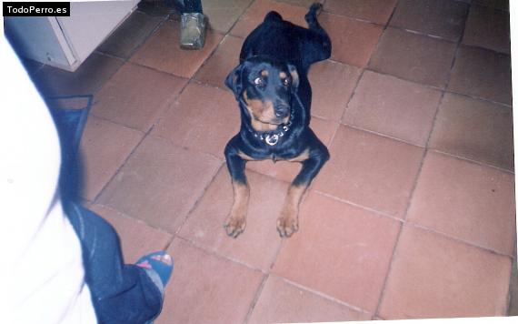 La foto del perro