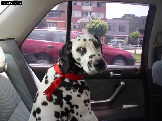 La foto del perro