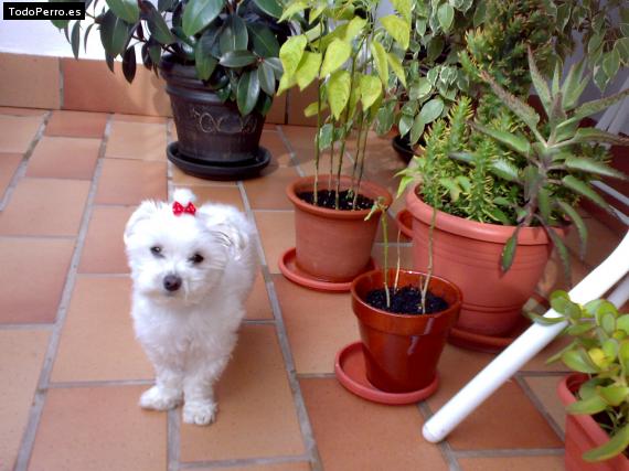 La foto del perro
