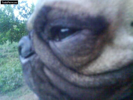 La foto del perro