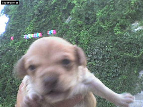 Foto del perro Camila