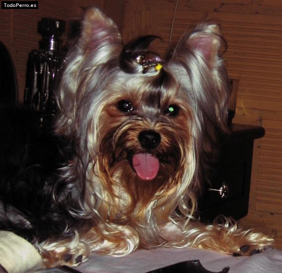 La foto del perro