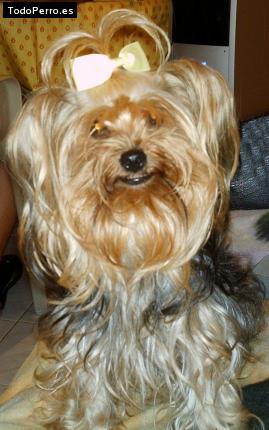La foto del perro