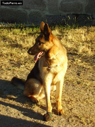 La foto del perro