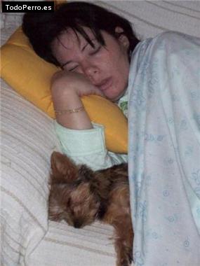 La foto del perro