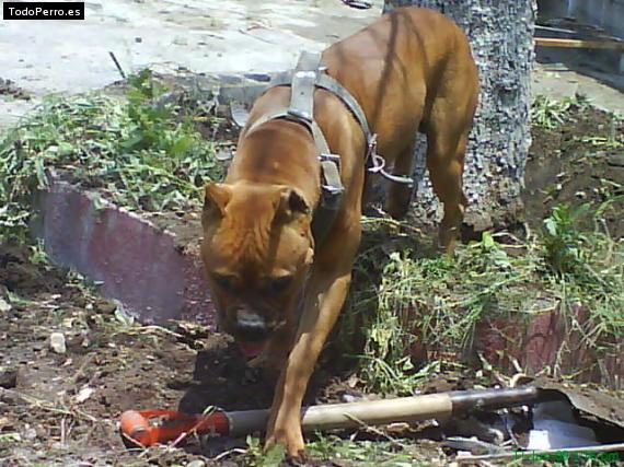 La foto del perro