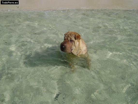 La foto del perro