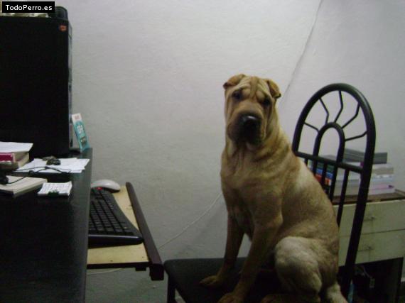 La foto del perro