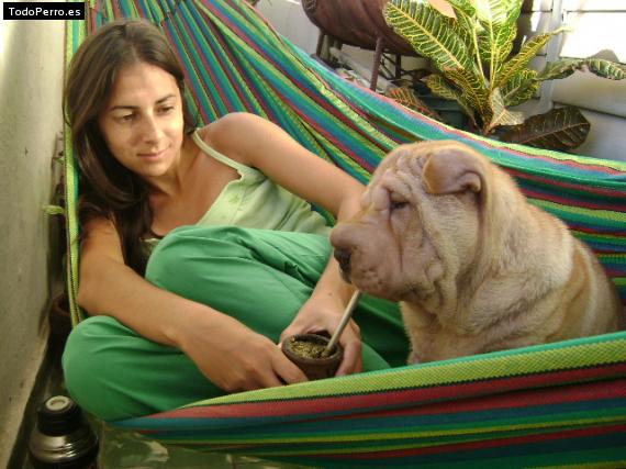 La foto del perro