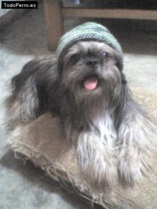 Foto del perro Whisbone