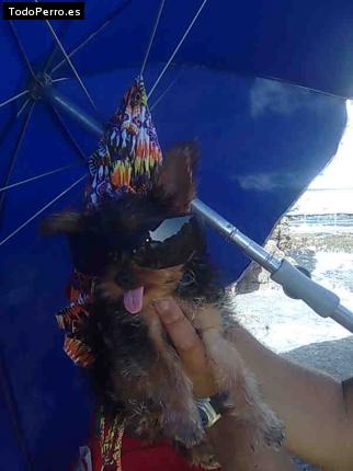La foto del perro
