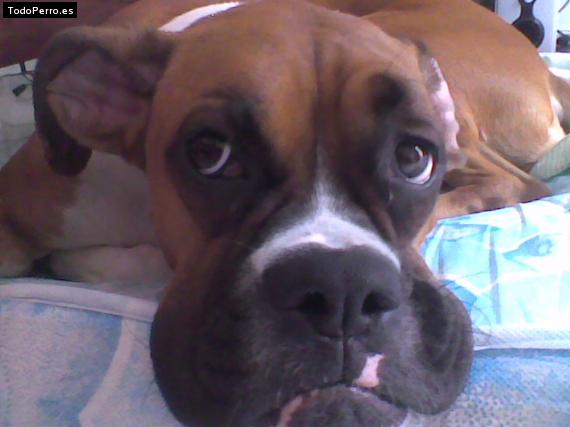 La foto del perro