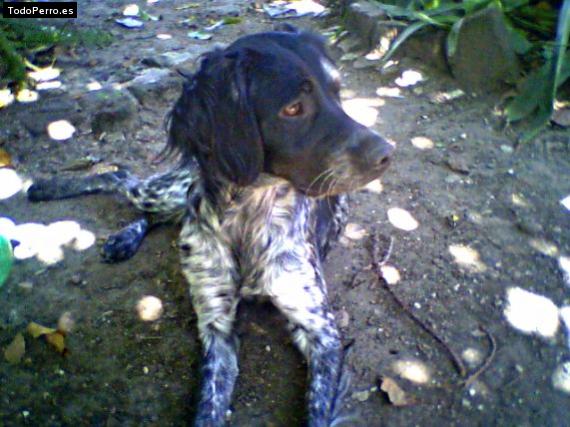 Foto del perro Morena
