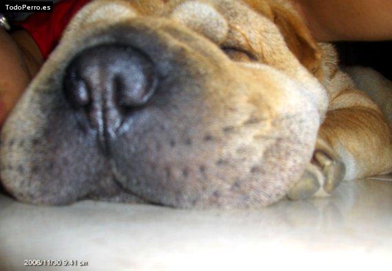 La foto del perro