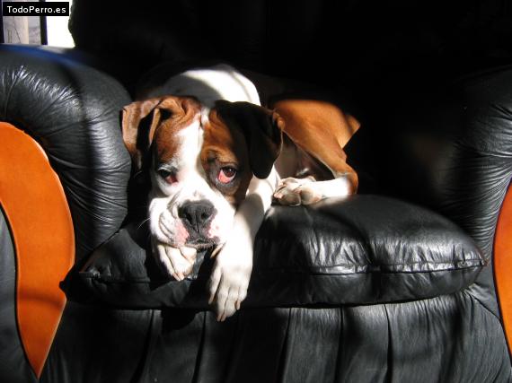 La foto del perro